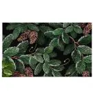 Изтривалка за входна врата Chilai Home 877CHL1148, 40x60 см, PVC, Зелен, (11432)